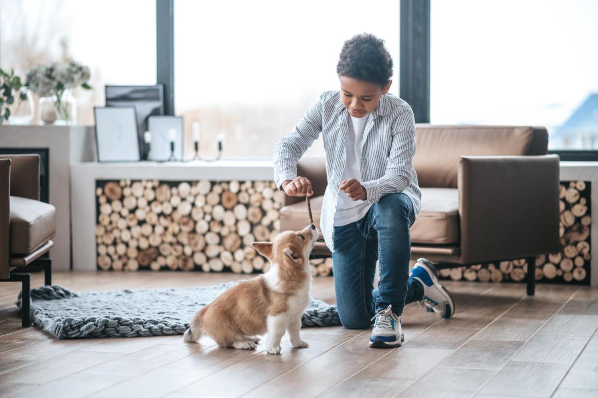 Pet Etiquette in Your Apartment Complex