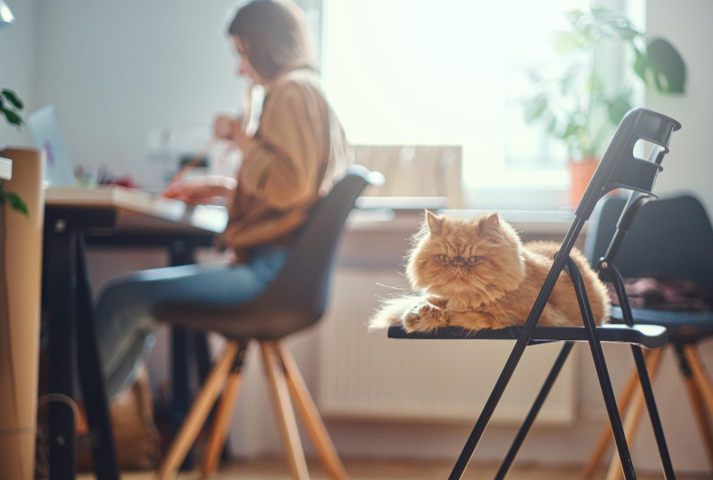 Best Pet for Apartments