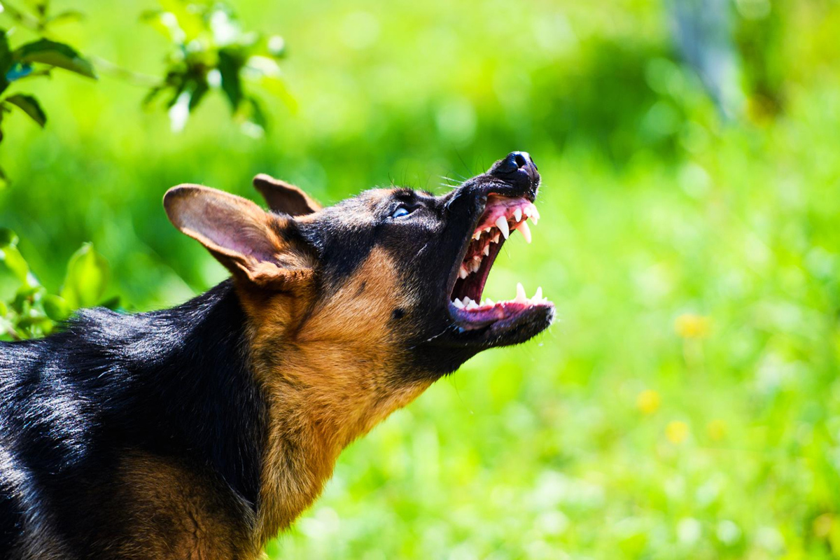 What To Do When a Neighbor’s Dog Won’t Stop Barking