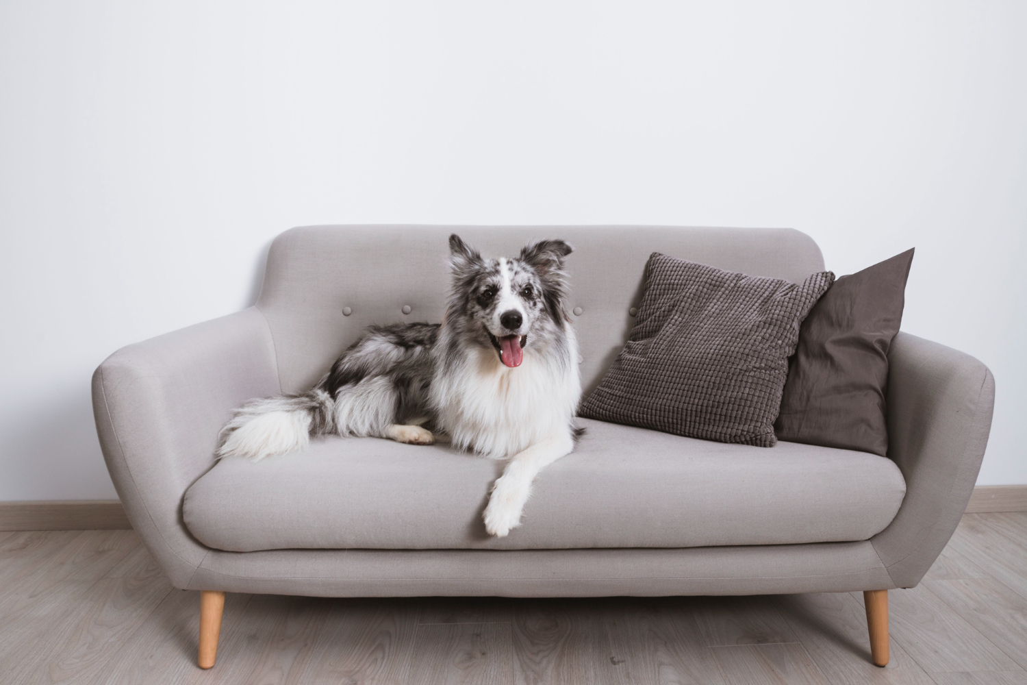 Apartment Living With Pets: Keeping Your Furniture in Good Shape