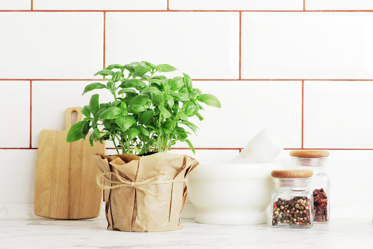 Growing Spices in Your Apartment Garden