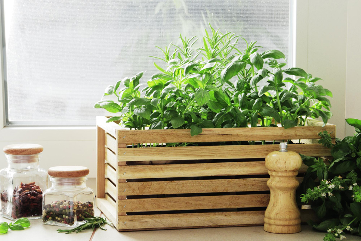 The Ultimate Guide to Growing an Indoor Spice Garden