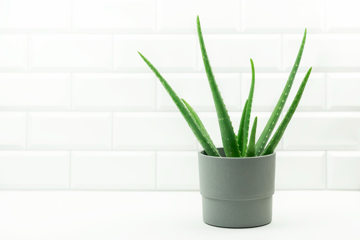 Plants with Amazing Health Benefits to Grow in Your Apartment