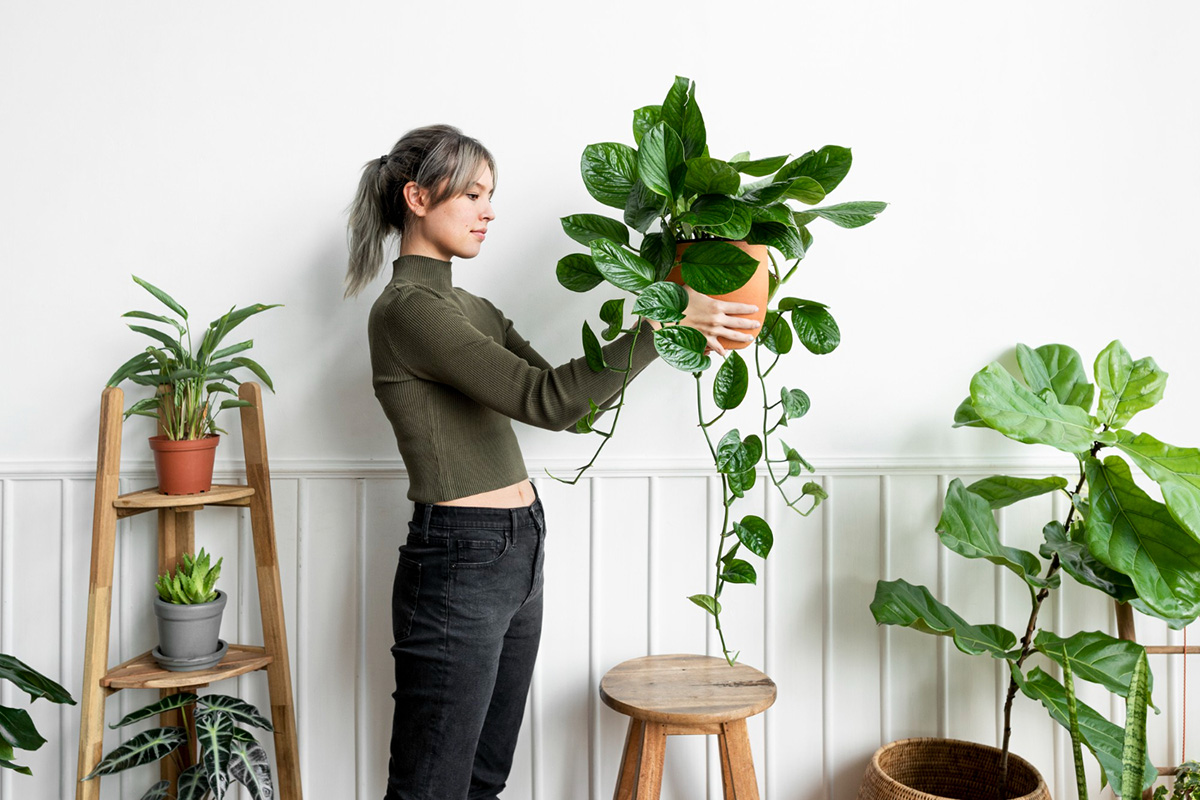 The Best Houseplants for Low Light Areas