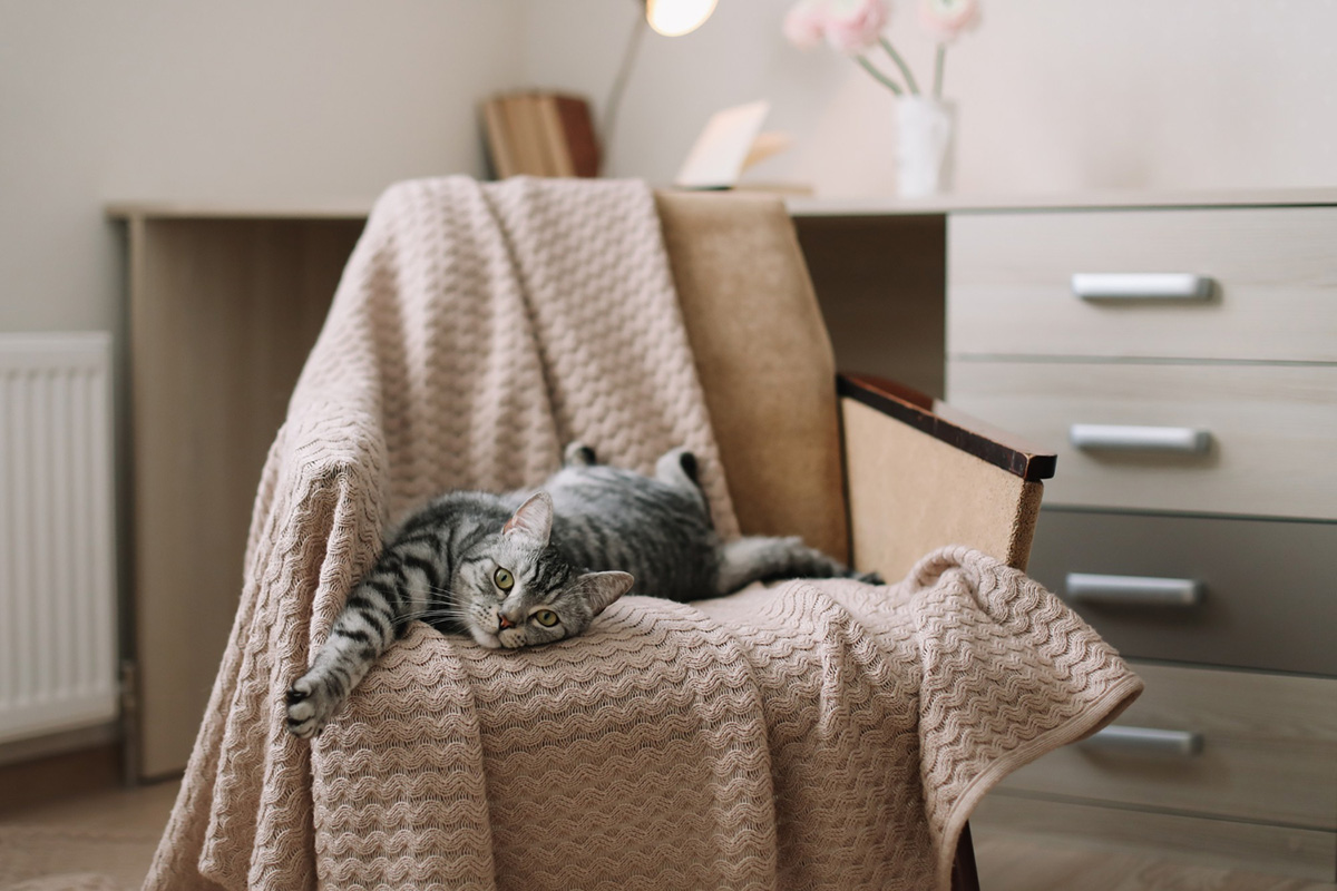 Ways to Create a Cat-Friendly Apartment