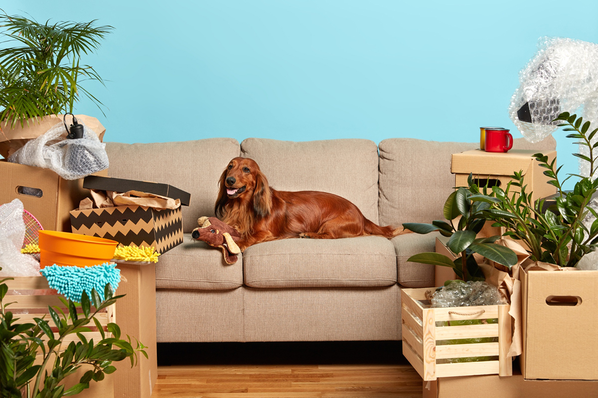 Things to Consider Before Adopting a Pet