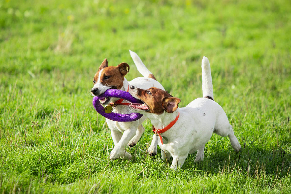 The Ultimate Guide to Introducing Dogs to Other Animals in Apartment Living