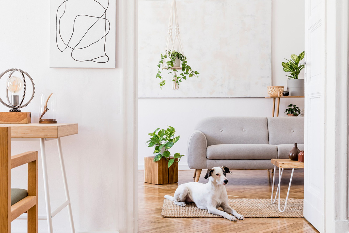 Enhancing Your Life with Pet-Friendly Design Solutions