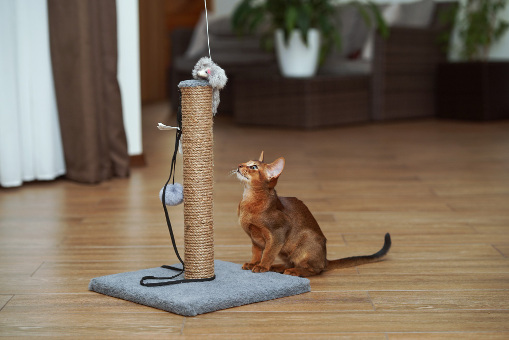 Tips & Tricks to Keep Cats Off Your Furniture