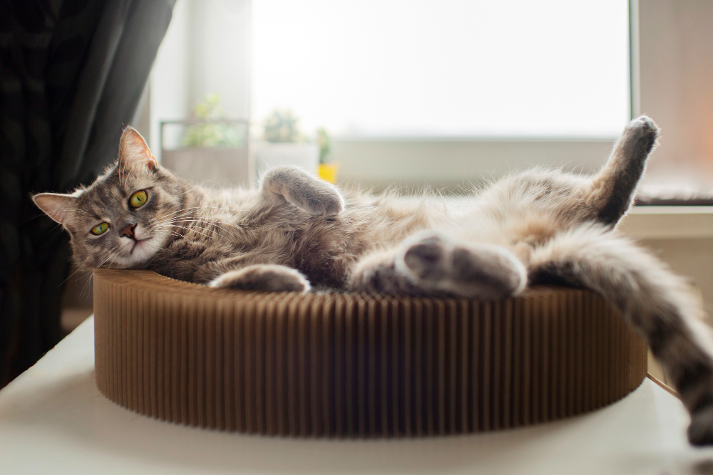 The Best Apartment Cat Breeds