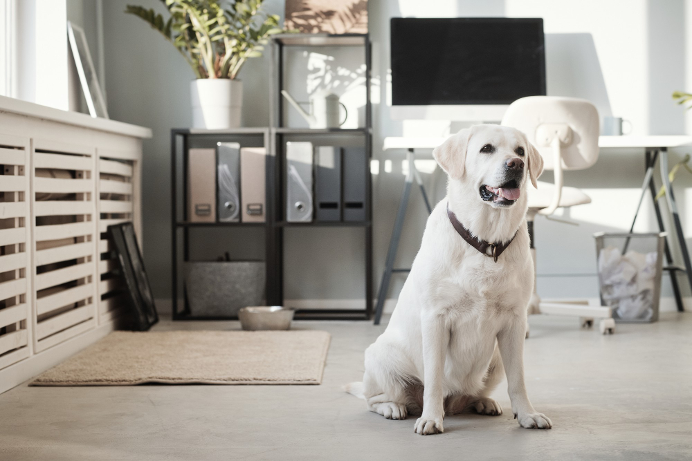 Keeping Your Dog Happy in an Apartment