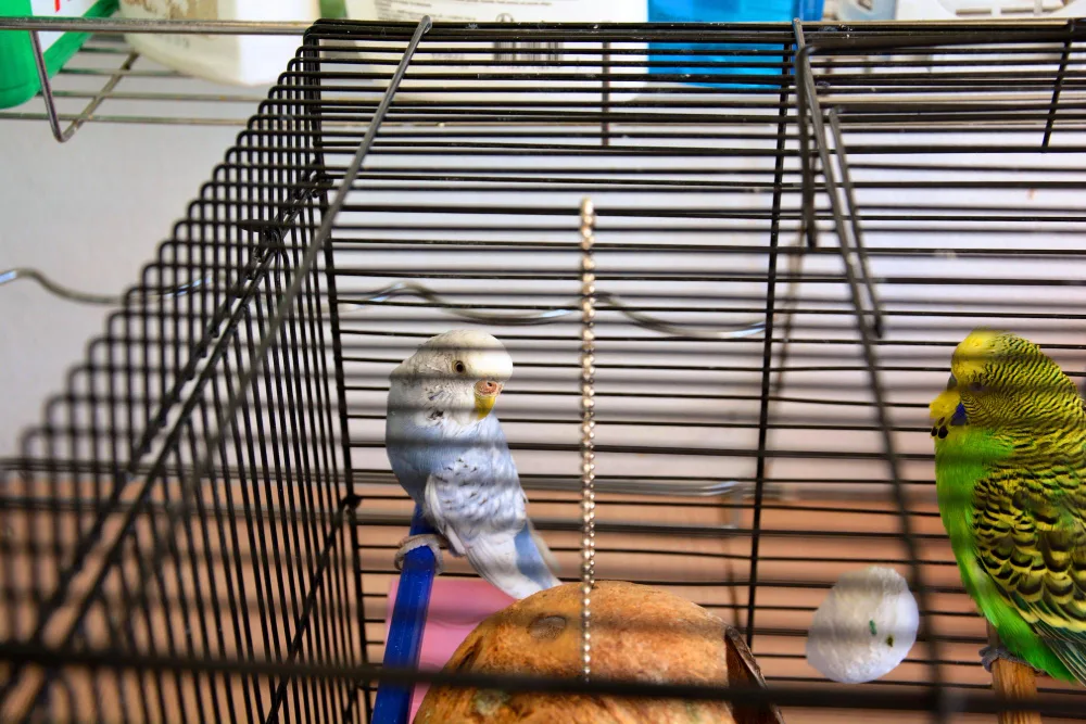 Pets in Apartments: Aquariums & Exotic Animals