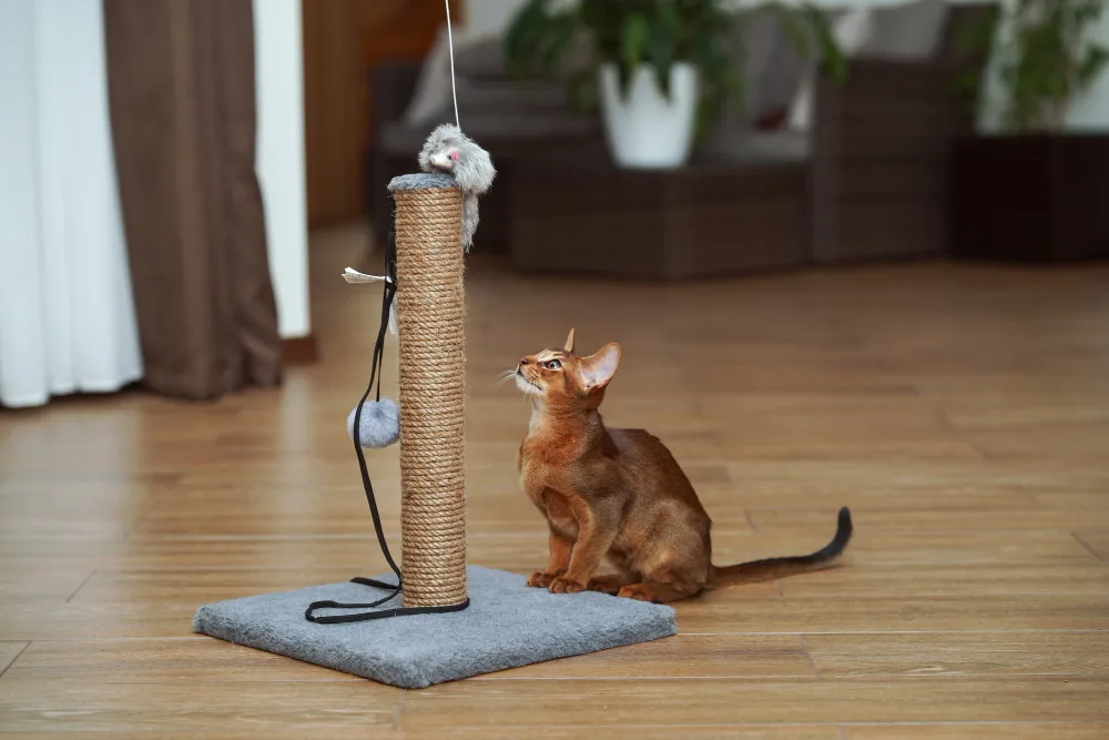 Tips & Tricks to Keep Cats Off Your Furniture